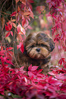 young Shih Tzu