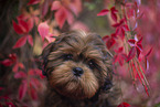 young Shih Tzu