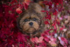 young Shih Tzu