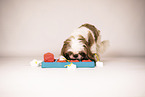 Shih Tzu with intelligence toy