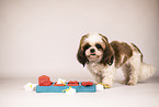 Shih Tzu with intelligence toy