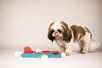 Shih Tzu with intelligence toy