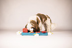 Shih Tzu with intelligence toy