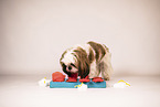 Shih Tzu with intelligence toy