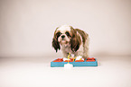 Shih Tzu with intelligence toy