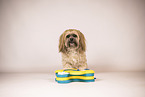 Shih Tzu with intelligence toy