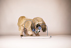 Shih Tzu with intelligence toy