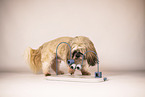 Shih Tzu with intelligence toy