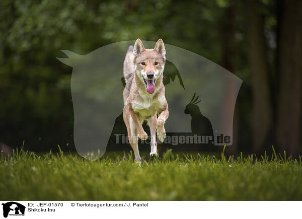 Shikoku Inu / Shikoku Inu / JEP-01570