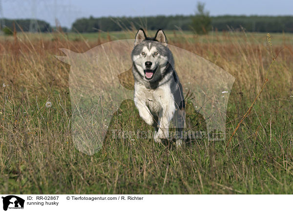 rennender Husky / running husky / RR-02867