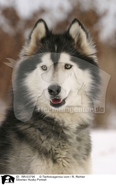 Sibirien Husky Portrait / Siberian Husky Portrait / RR-03796