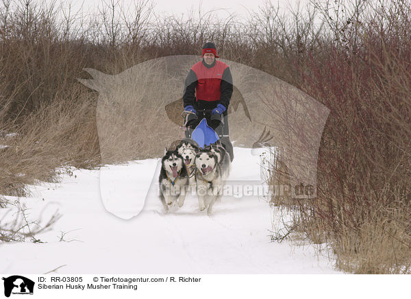 Siberian Husky Musher Training / RR-03805