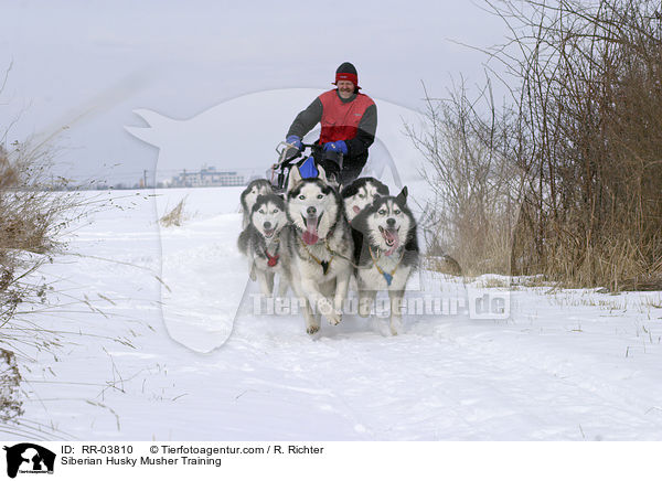 Siberian Husky Musher Training / RR-03810