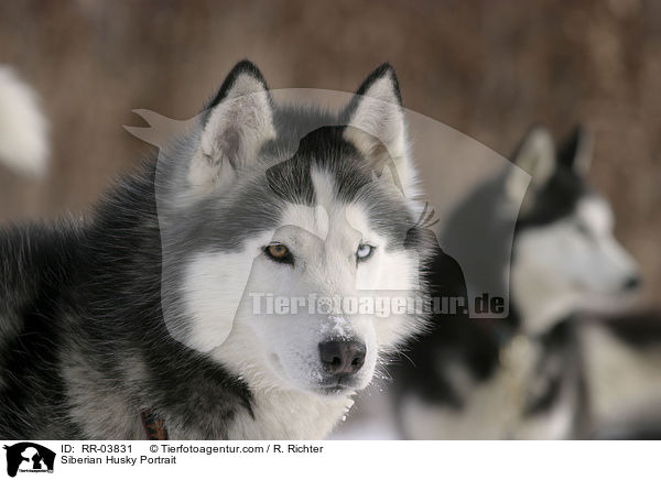 Sibirien Husky Portrait / Siberian Husky Portrait / RR-03831