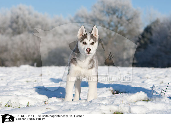 Siberian Husky Welpe / Siberian Husky Puppy / KF-01461
