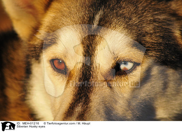 Siberian Husky eyes / MEH-01216