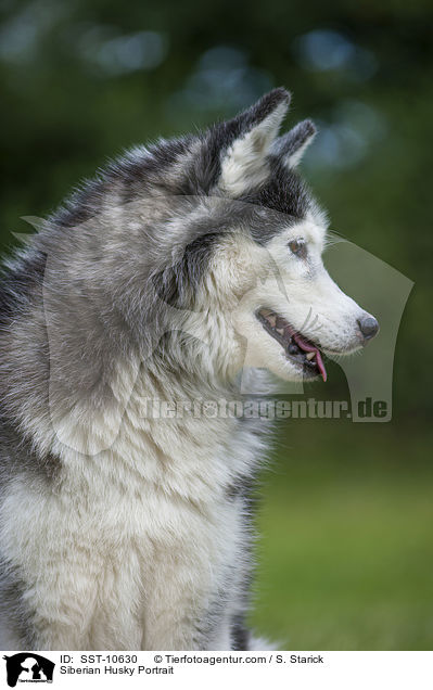 Sibirien Husky Portrait / Siberian Husky Portrait / SST-10630