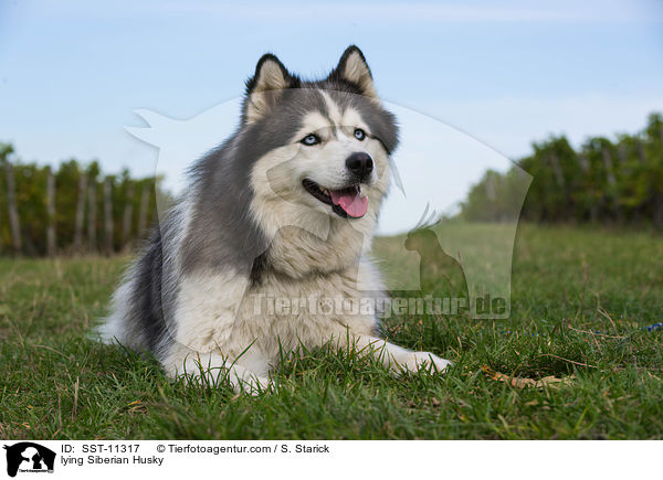 liegender Sibirien Husky / lying Siberian Husky / SST-11317