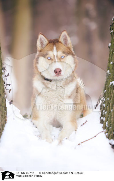 liegender Sibirien Husky / lying Siberian Husky / NN-02741