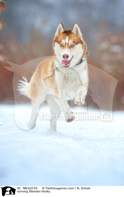 running Siberian Husky / NN-02743