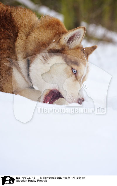 Sibirien Husky Portrait / Siberian Husky Portrait / NN-02746