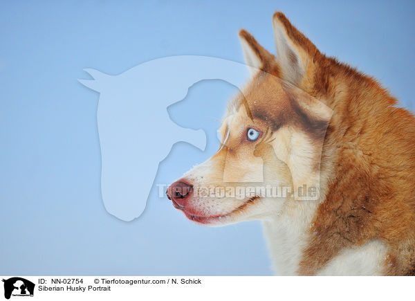 Sibirien Husky Portrait / Siberian Husky Portrait / NN-02754