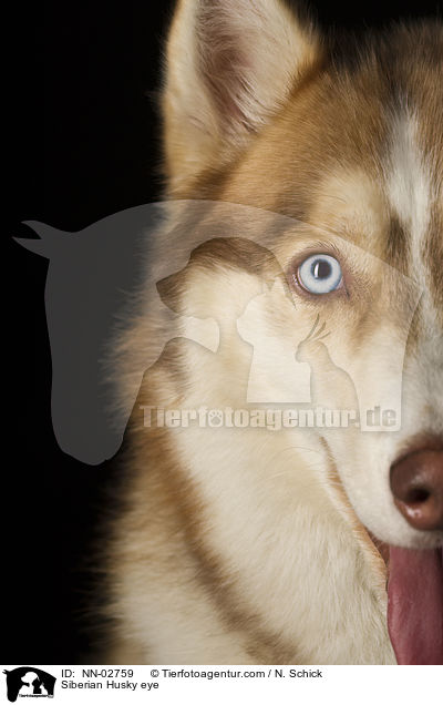 Siberian Husky eye / NN-02759