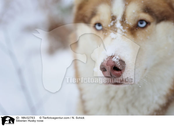 Sibirien Husky Nase / Siberian Husky nose / NN-02763