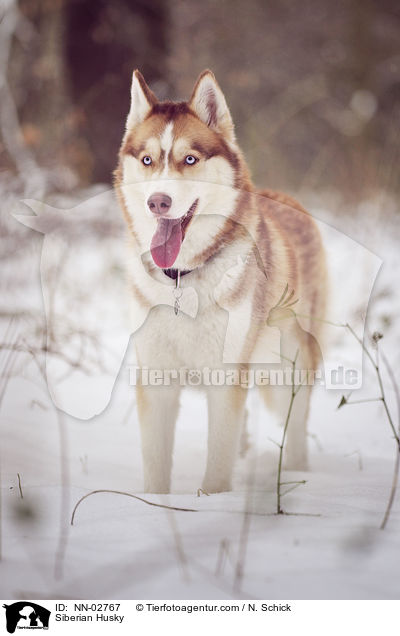 Sibirien Husky / Siberian Husky / NN-02767