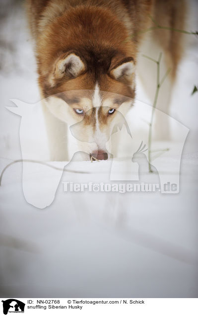 schnuppernder Sibirien Husky / snuffling Siberian Husky / NN-02768