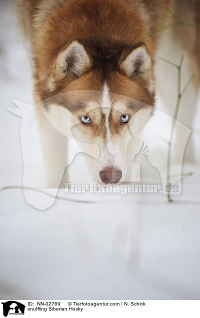 schnuppernder Sibirien Husky / snuffling Siberian Husky / NN-02769