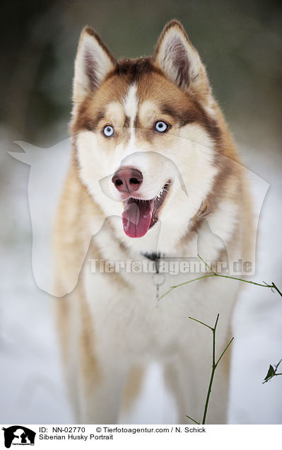 Sibirien Husky Portrait / Siberian Husky Portrait / NN-02770