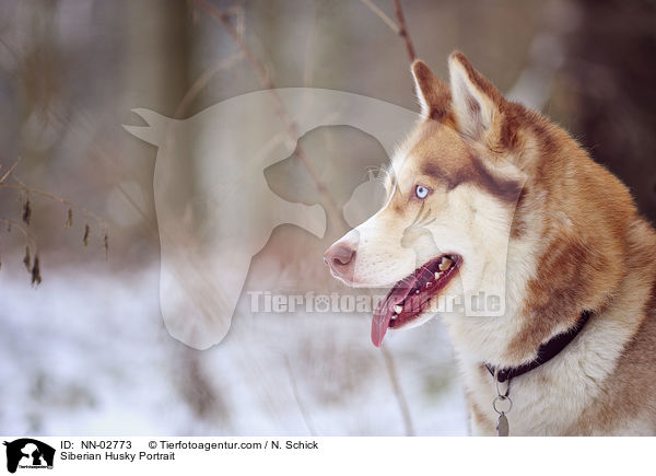 Sibirien Husky Portrait / Siberian Husky Portrait / NN-02773