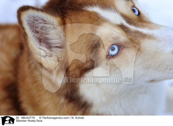 Sibirien Husky Gesicht / Siberian Husky face / NN-02779