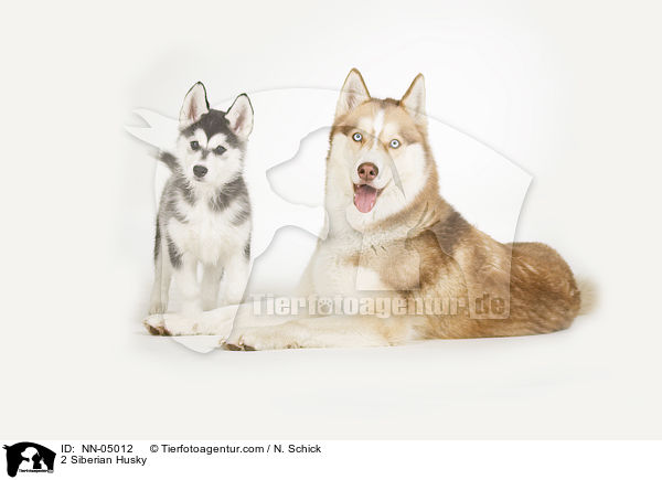 2 Sibirien Husky / 2 Siberian Husky / NN-05012