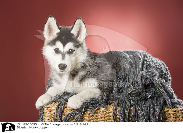 Sibirien Husky Welpe / Siberian Husky puppy / NN-05053