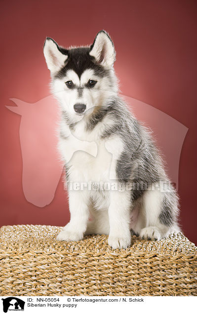 Sibirien Husky Welpe / Siberian Husky puppy / NN-05054