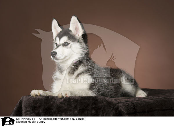 Sibirien Husky Welpe / Siberian Husky puppy / NN-05061