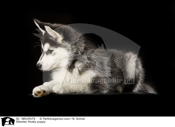 Siberian Husky puppy / NN-05079