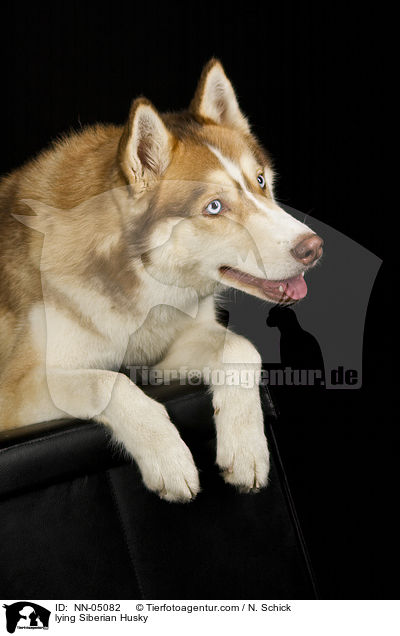 liegender Sibirien Husky / lying Siberian Husky / NN-05082