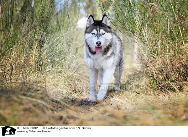 rennender Sibirien Husky / running Siberian Husky / NN-05092