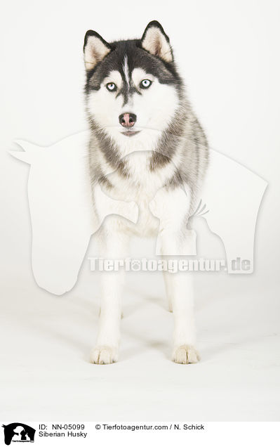 Sibirien Husky / Siberian Husky / NN-05099