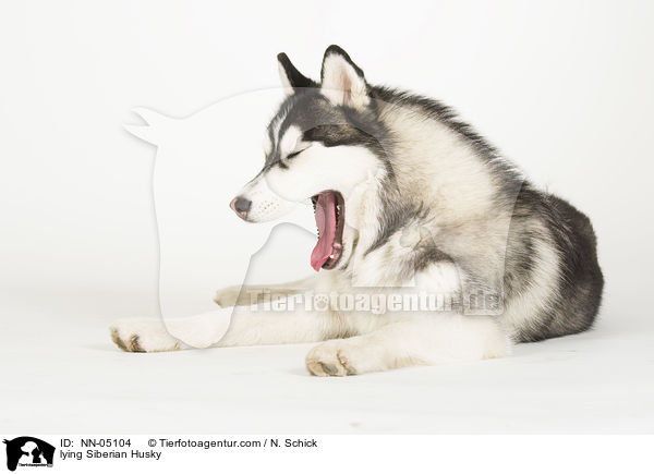 liegender Sibirien Husky / lying Siberian Husky / NN-05104