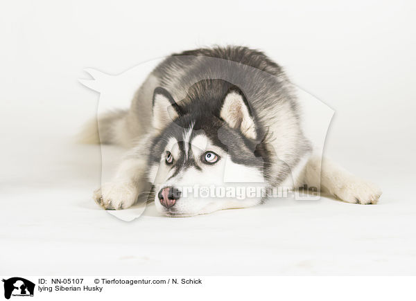 liegender Sibirien Husky / lying Siberian Husky / NN-05107