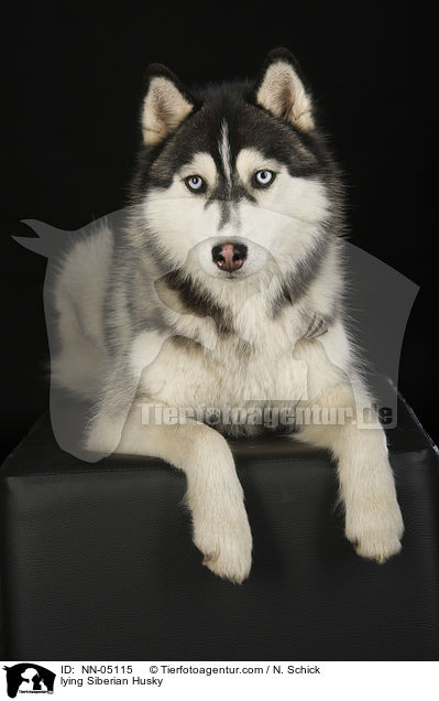 lying Siberian Husky / NN-05115