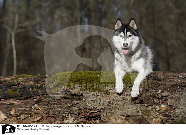 Siberian Husky Portrait / NN-05124