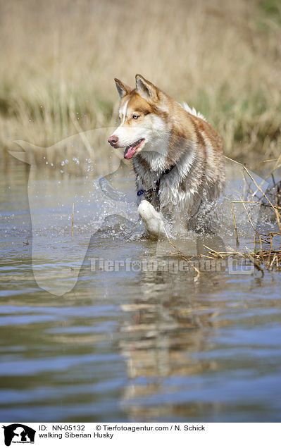 walking Siberian Husky / NN-05132