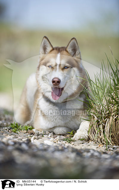 liegender Sibirien Husky / lying Siberian Husky / NN-05144