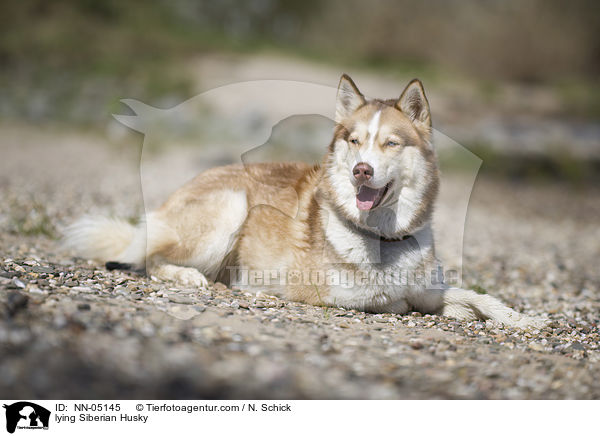 liegender Sibirien Husky / lying Siberian Husky / NN-05145