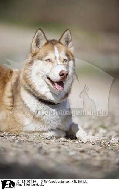 lying Siberian Husky / NN-05146